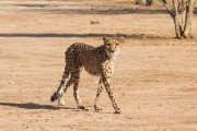 A beautiful cat at CCF or Cheetah Conservation Fund